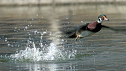 photo of wood duck taking off from pond